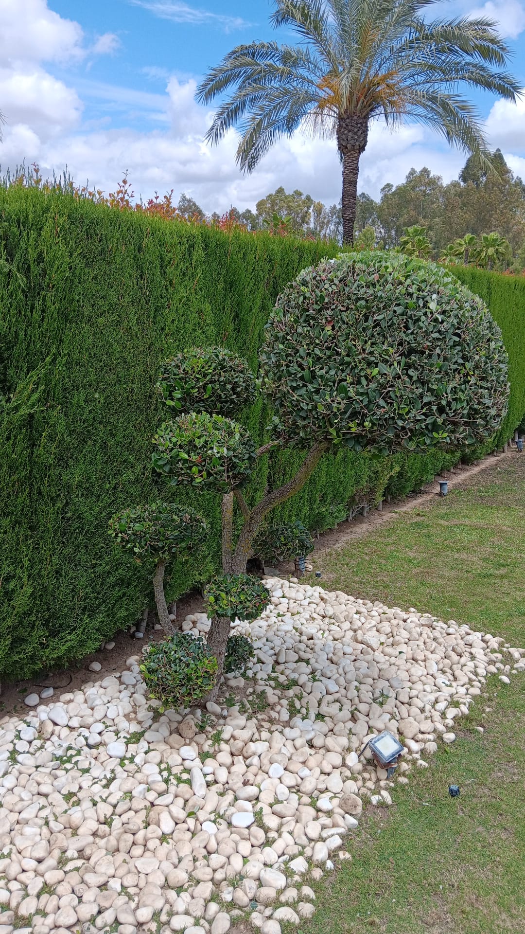 Poda De Palmeras Dos Hermanas Jardinería Andrés
